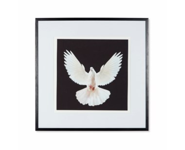 Dove - A